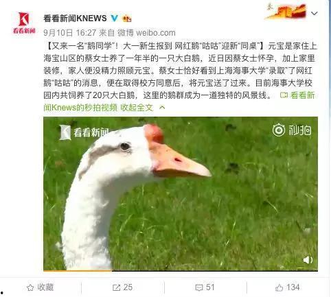 网红大鹅 重生,传奇归来，再创辉煌